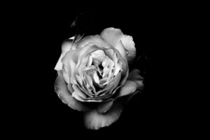 gian-d-YE6iUShVcps-unsplash-scaled-1